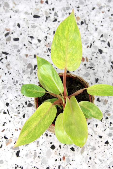 Philodendron painted lady - médium