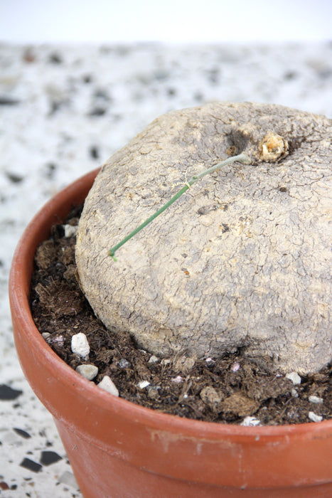 Ibervillea lindheimeri