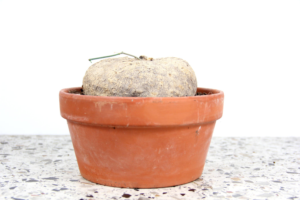 Ibervillea lindheimeri