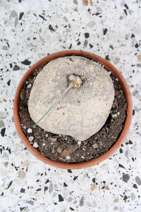 Ibervillea lindheimeri