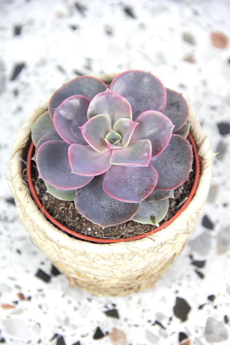 Echeveria perle von nurnberg