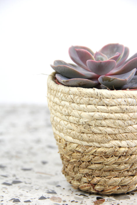 Echeveria perle von nurnberg