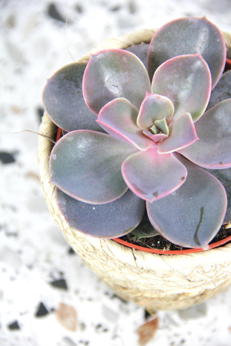 Echeveria perle von nurnberg