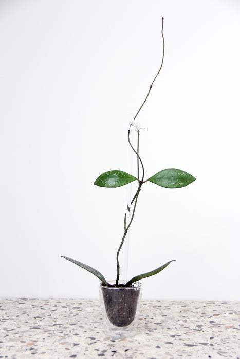 Hoya rundumensis splash