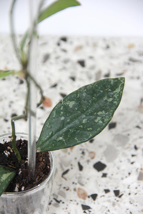 Hoya rundumensis splash