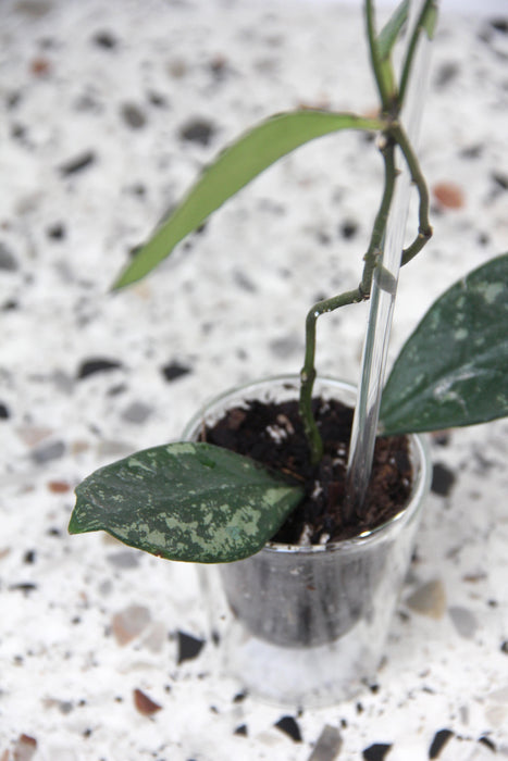 Hoya rundumensis splash