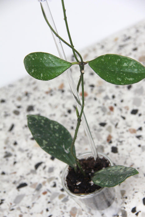 Hoya rundumensis splash