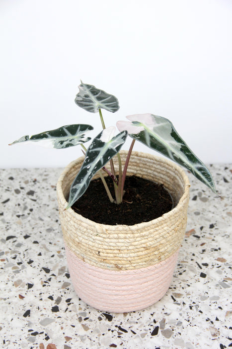 Alocasia bambino pink variegata