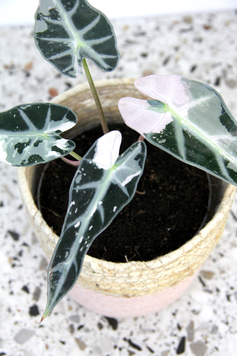 Alocasia bambino pink variegata
