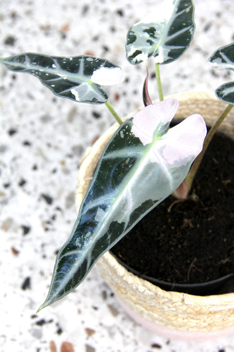 Alocasia bambino pink variegata