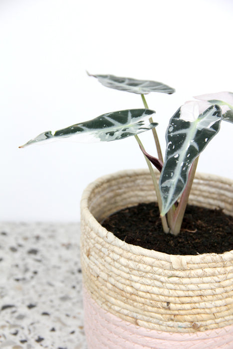 Alocasia bambino pink variegata