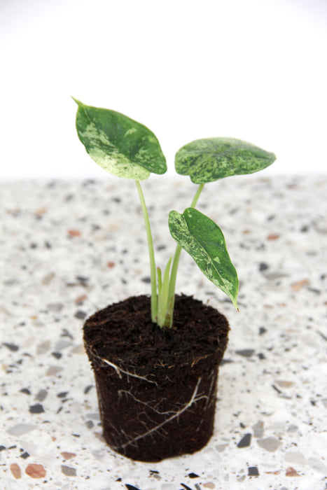 Alocasia dragon scale mint