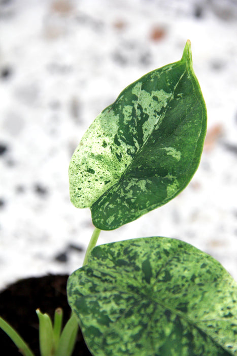 Alocasia dragon scale mint