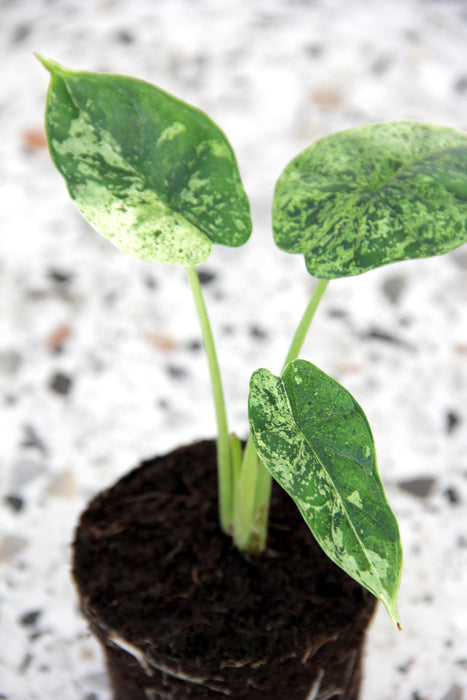 Alocasia dragon scale mint