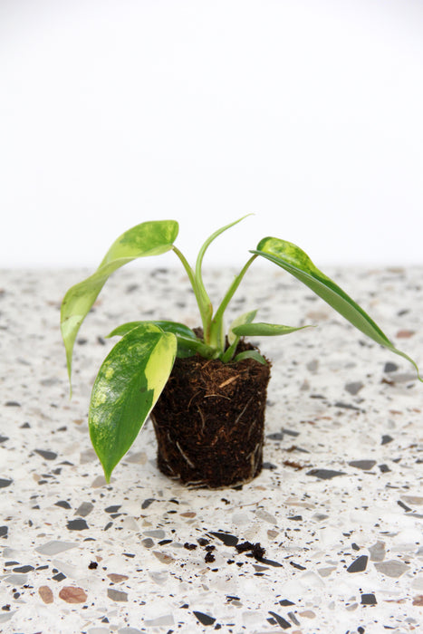 Philodendron florida beauty