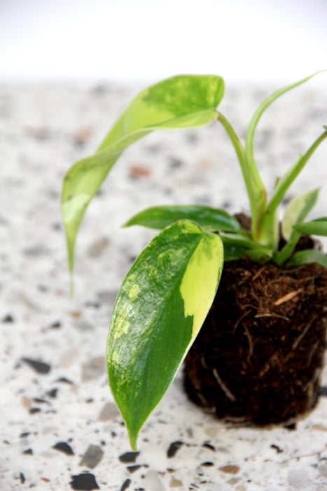 Philodendron florida beauty