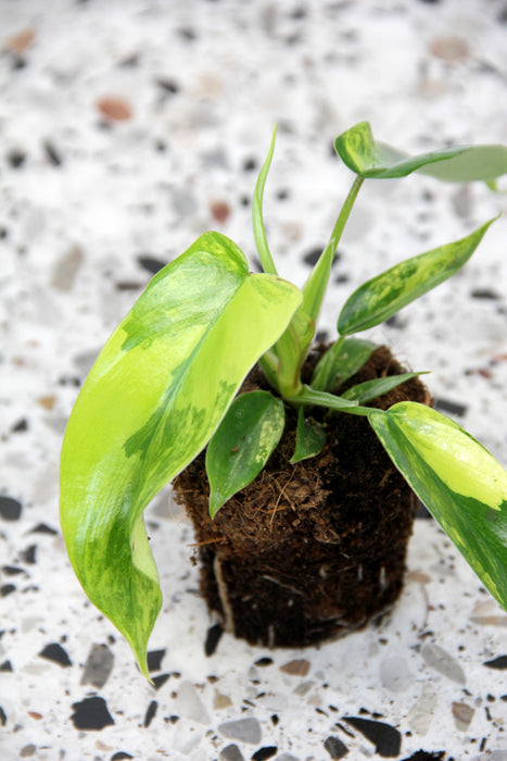 Philodendron florida beauty
