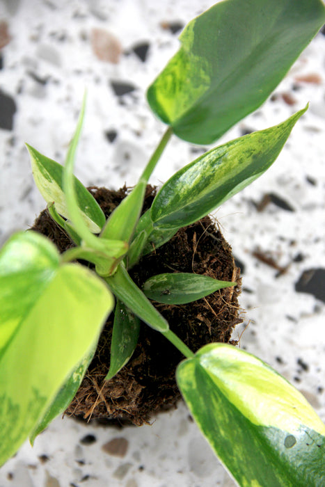 Philodendron florida beauty