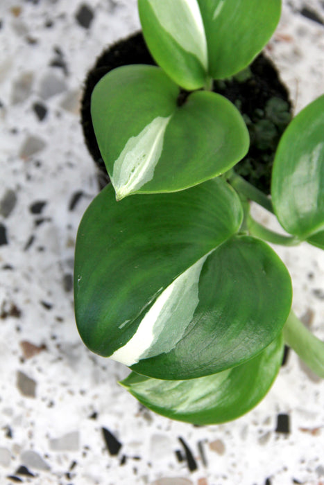 Scindapsus treubiii moonlight variegata