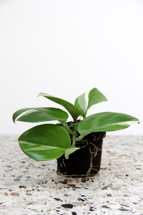 Scindapsus treubiii moonlight variegata