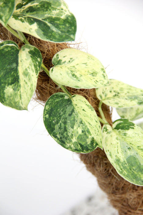 Scindapsus jade satin variegata