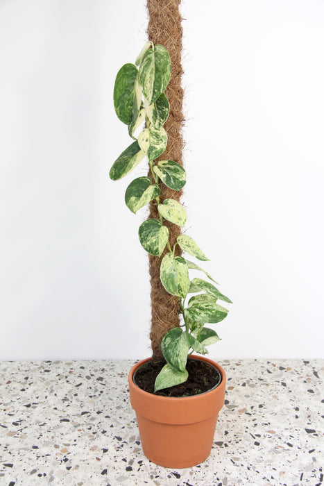 Scindapsus jade satin variegata