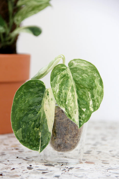Scindapsus jade satin variegata
