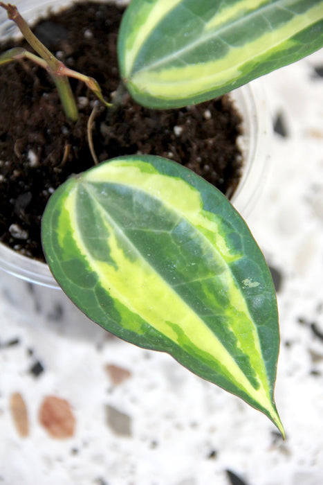 Hoya latifolia variegata