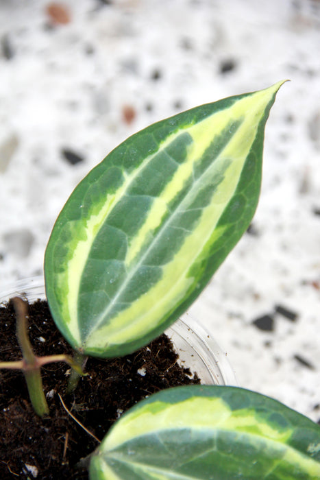 Hoya latifolia variegata