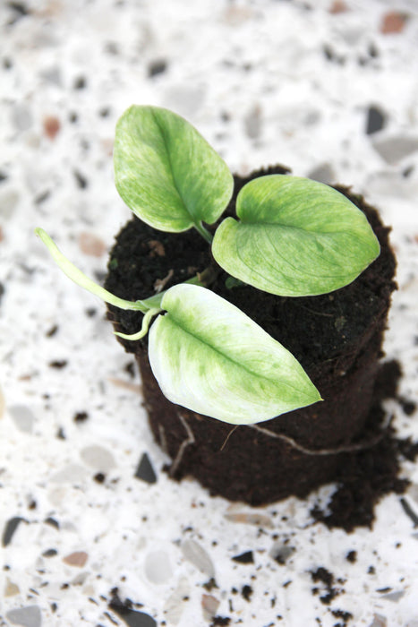 Scindapsus ghost mint