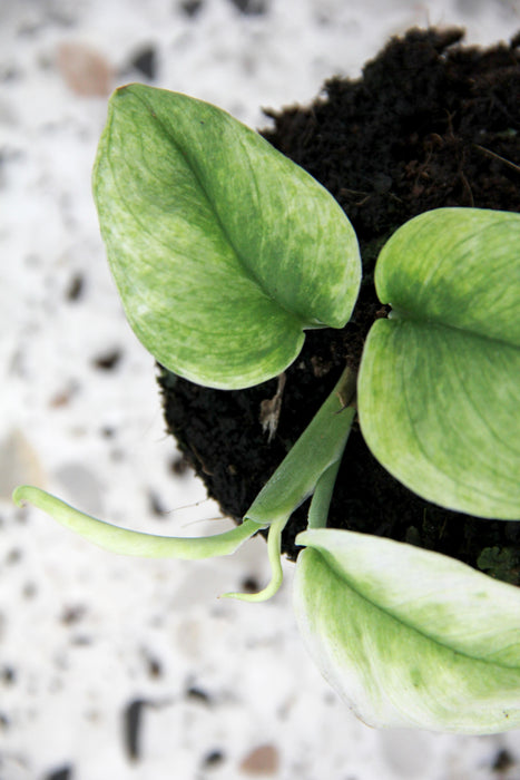 Scindapsus ghost mint