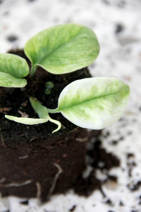 Scindapsus ghost mint