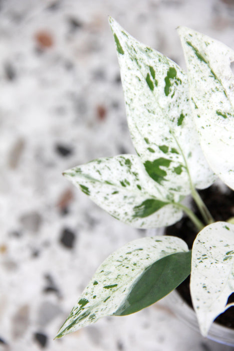 Scindapsus marble variegata