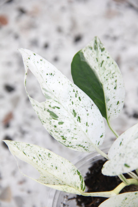 Scindapsus marble variegata