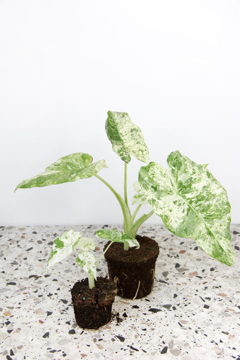 Alocasia odora batik variegata