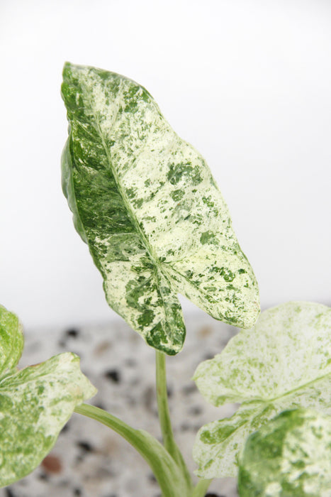 Alocasia odora batik variegata