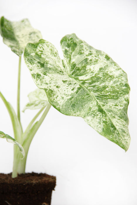 Alocasia odora batik variegata