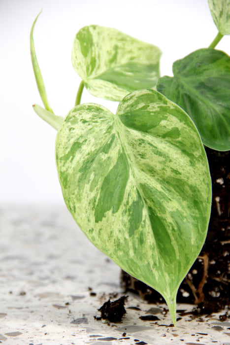 Philodendron hederaceum oxycardium variegata