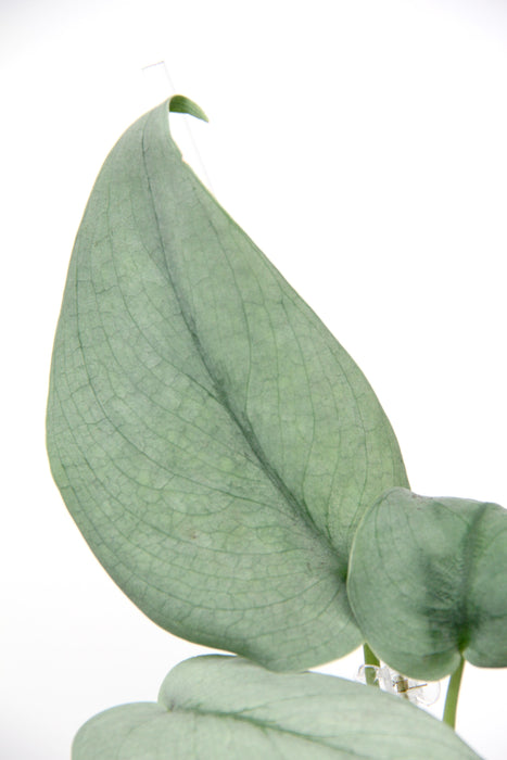 Scindapsus silver hero
