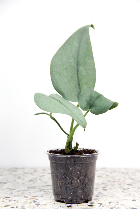 Scindapsus silver hero
