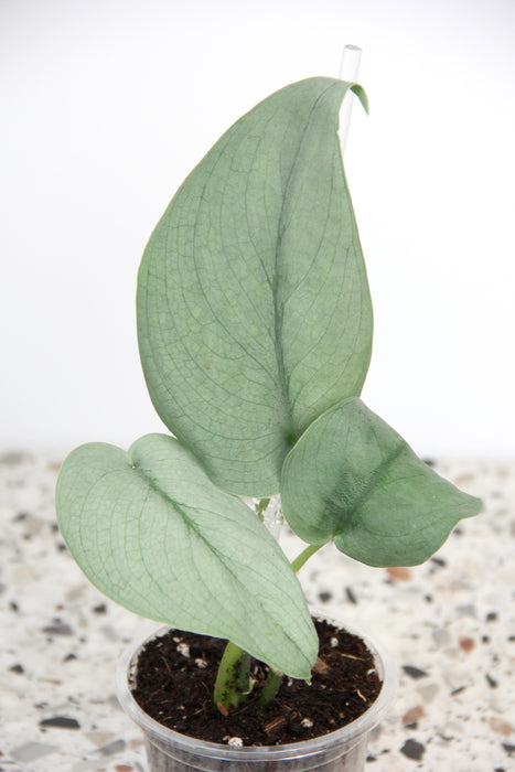 Scindapsus silver hero