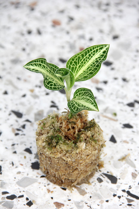 Anoectochilus roxburghii