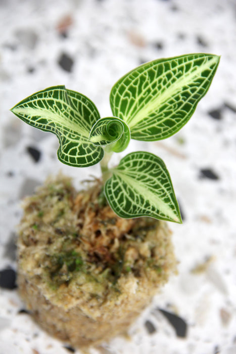 Anoectochilus roxburghii