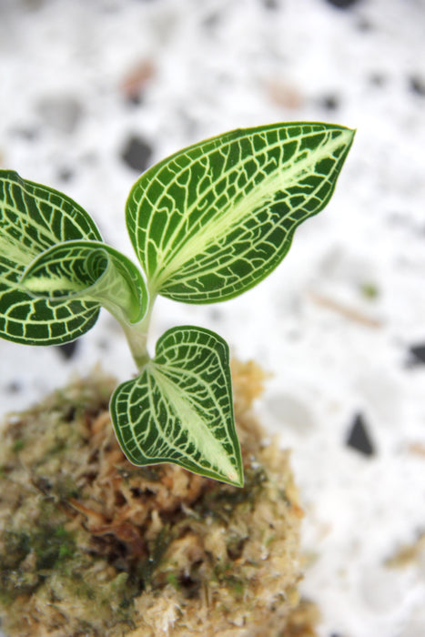 Anoectochilus roxburghii