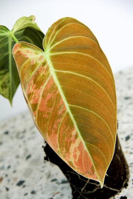 Philodendron melanochrysum variegata