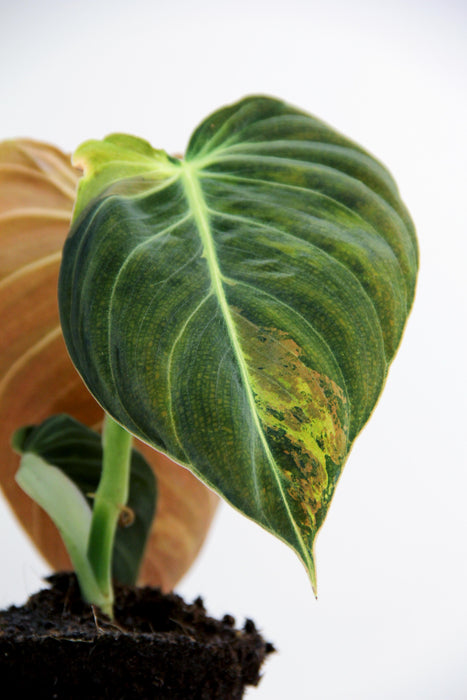 Philodendron melanochrysum variegata