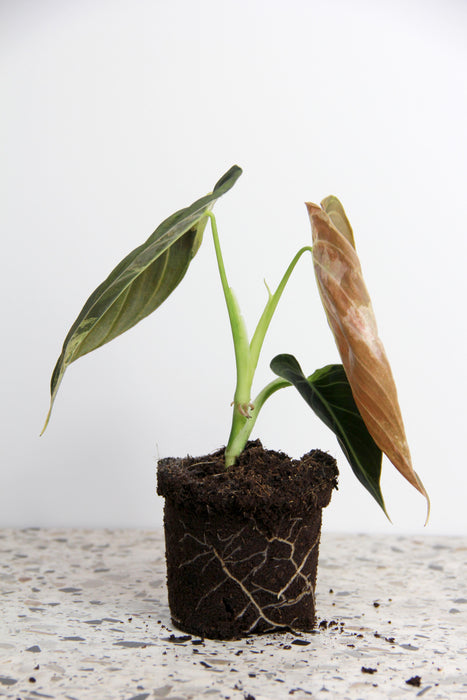 Philodendron melanochrysum variegata