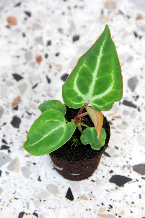 Anthurium crystallinum