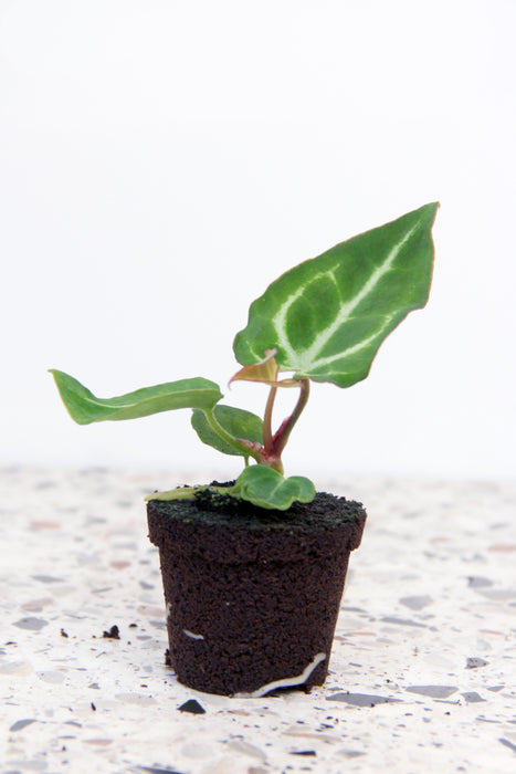 Anthurium crystallinum