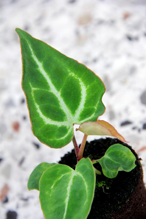 Anthurium crystallinum